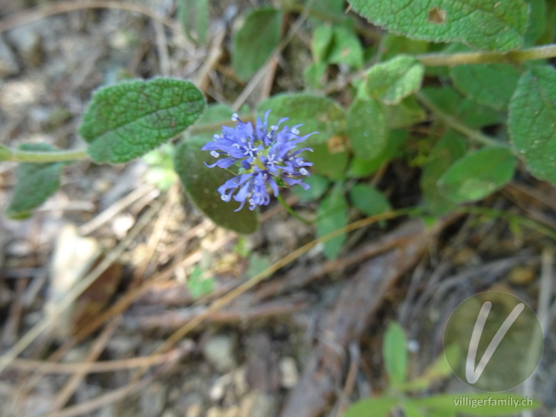 Sandglöckchen (Jasione orbiculata): Übersicht